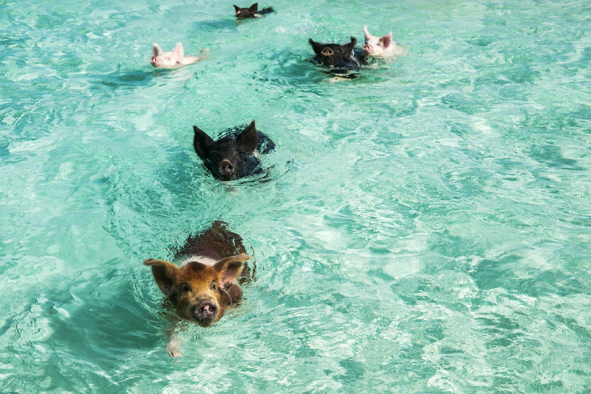 Exuma Tour - GALLERY.jpg